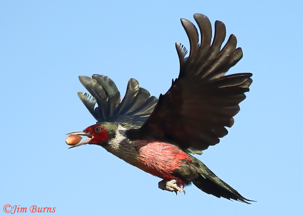 Lewis's Woodpecker ventral flight with acorn--3340--2