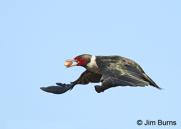 Lewis's Woodpecker dorsal flight with acorn