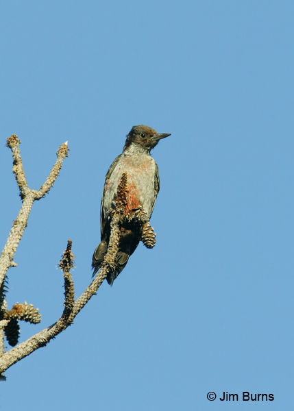 Lewis's Woodpecker juvenile