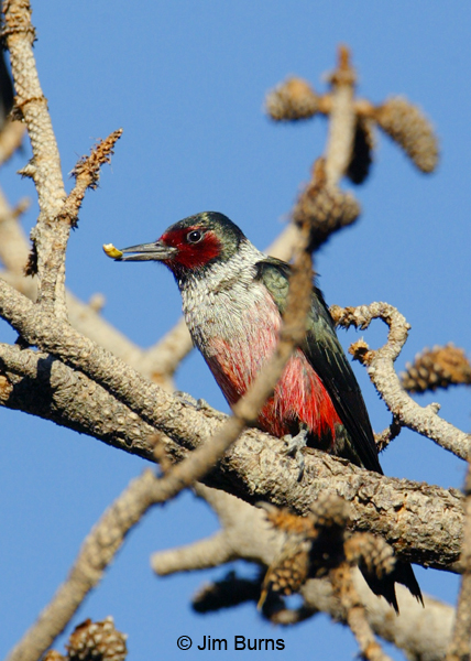Lewis's Woodpecker with pine cone scale
