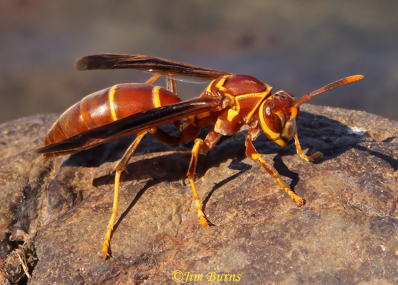 Arizona Paper Wasp