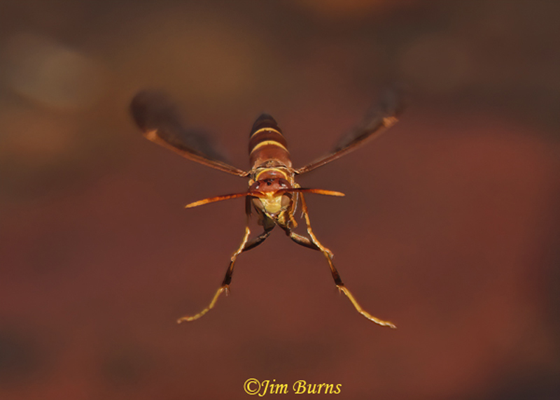 Arizona Paper Wasp
