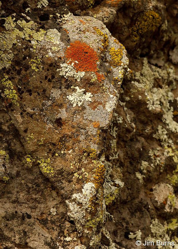 Lichen on rock, Arizona