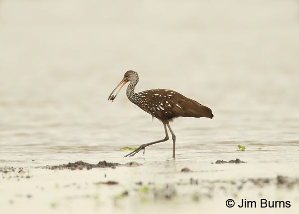 Limpkin with clam