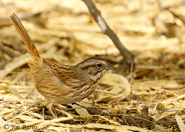 Lincoln's sparrow scratching in leaf duff--9211