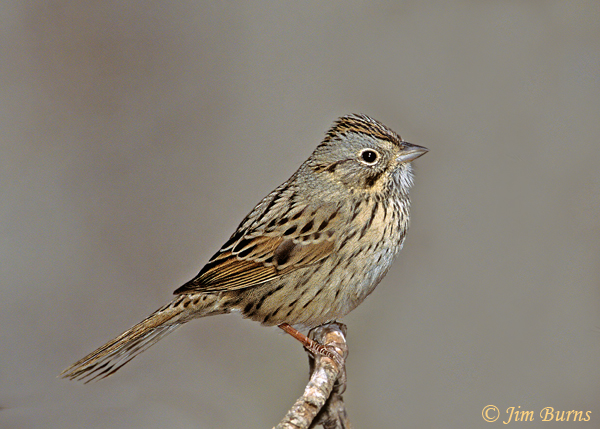 Lincoln's Sparrow on branch--1000
