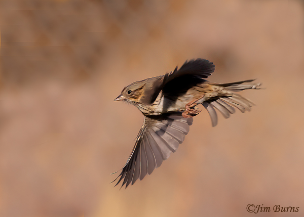 Lincoln's Sparrow in flight--1537