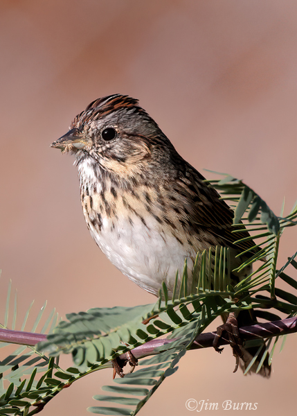 Lincoln's Sparrow in Mesquite--9490