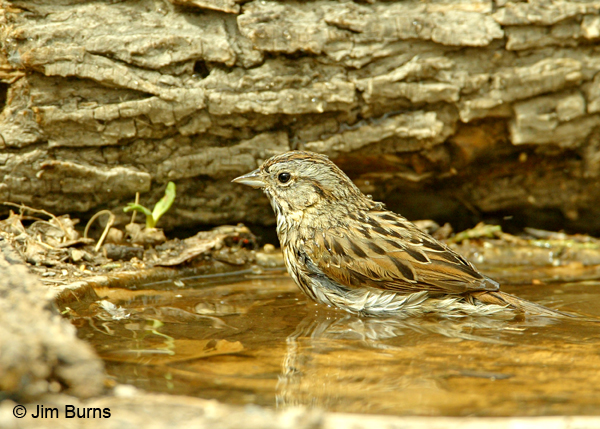 Lincoln's Sparrow bathing
