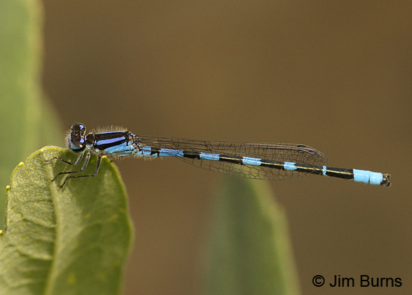 Little Bluet male, light individual, Penobscot Co., ME, July 2014