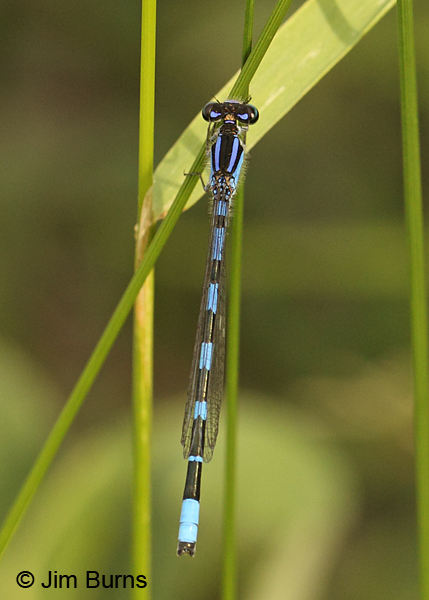 Little Bluet male dorsal view, light individual, Penobscot Co., ME, July 2014