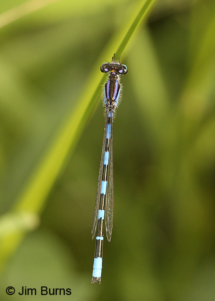 Little Bluet male dorsal view, dark individual, Penobscot Co., ME, July 2014