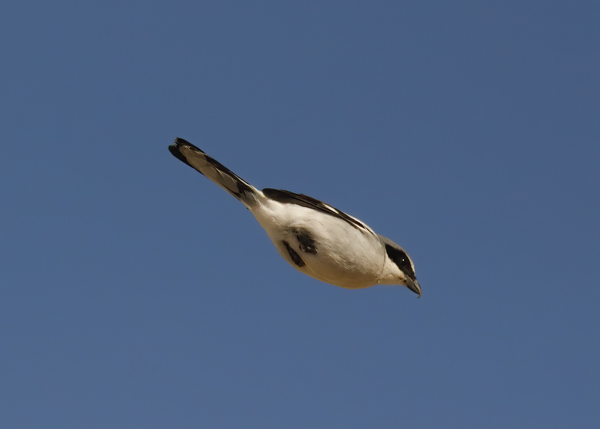 Loggerhead Shrike on patrol--9736