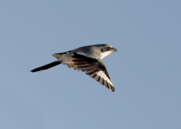 Loggerhead Shrike in flight, dorsal wing--9737