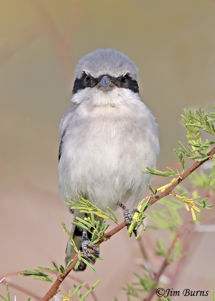 Loggerhead Shrike, angry eyes--9367