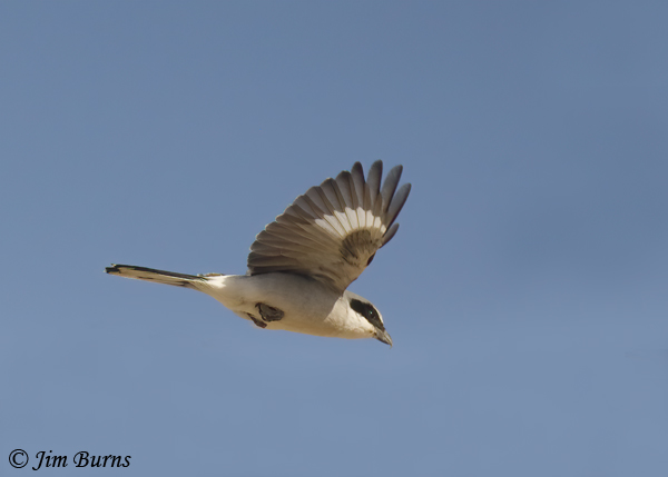 Loggerhead Shrike in flight, ventral wing--9720