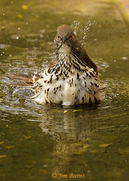 Long-billed Thrasher bathing sequence #3--8181