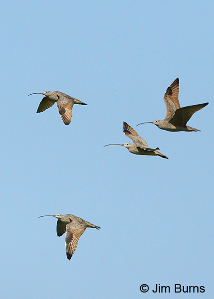 Long-billed Curlews in flight