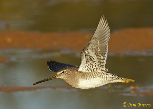 Long-billed Dowitcher in flight, alternate plumage--0101