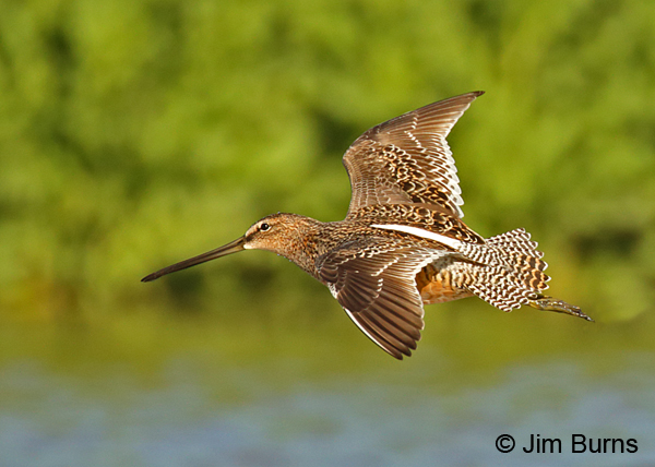 Long-billed Dowitcher, basic plumage