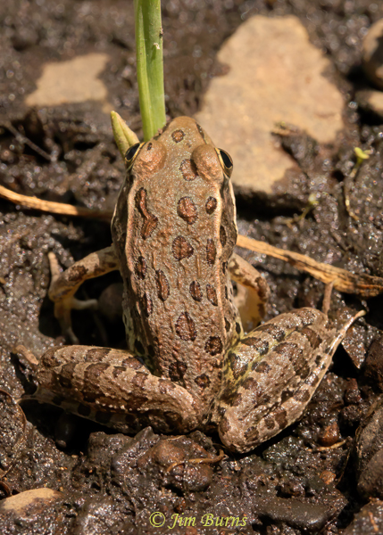 Lowland Leopard Frog dorsal view--9681