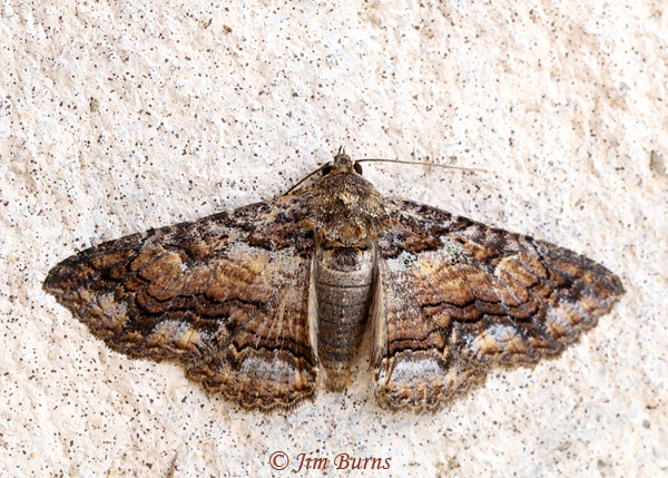 Lunate Zale Moth, Arizona--8565