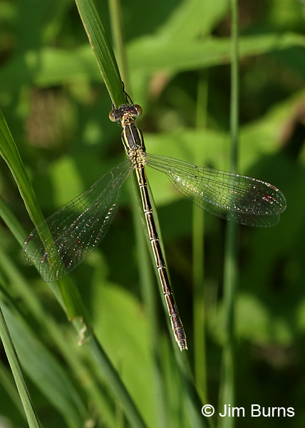 Lyre-tipped Spreadwing female dorsal view, Ozaukee Co., WI, July 2017