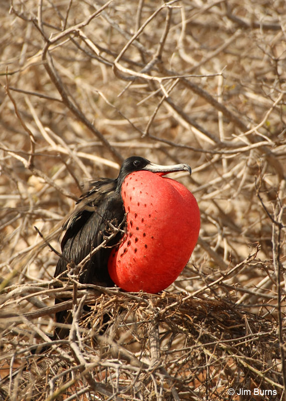Magnificent Frigatebird male with pouch inflated