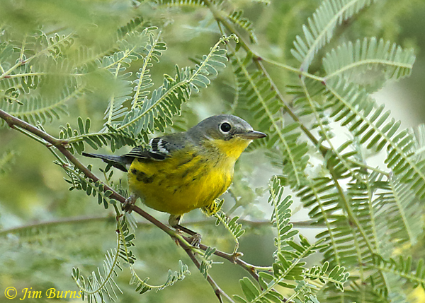 Magnolia Warbler first fall male in mesquite--7784