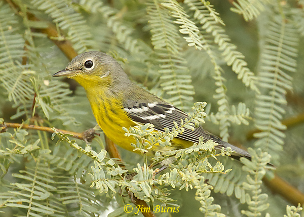 Magnolia Warbler first fall male in mesquite #2--8020