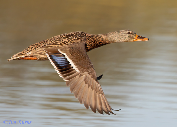 Mallard female in flight ventral wing--8560