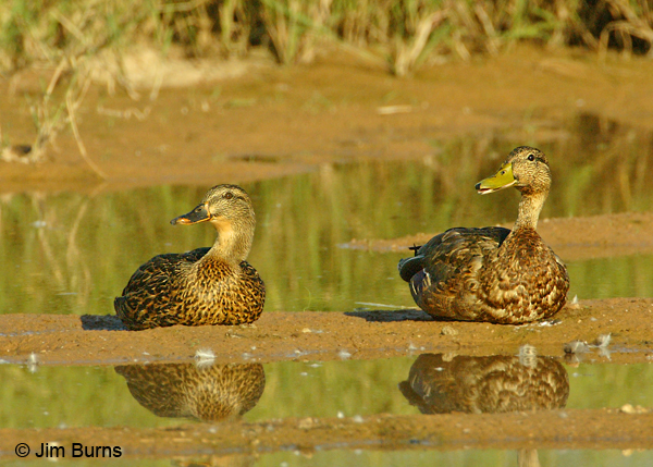 Mallard female (left) and Mexican Duck female (right)