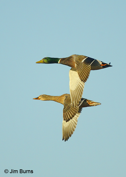 Mallard pair in flight