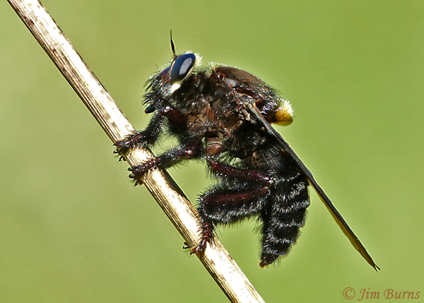 Mallophora leschenaulti (Beelzebub Bee-eater), Texas