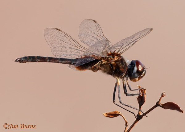 Marl Pennant male #2, Maricopa Co., AZ, September 2024--2998