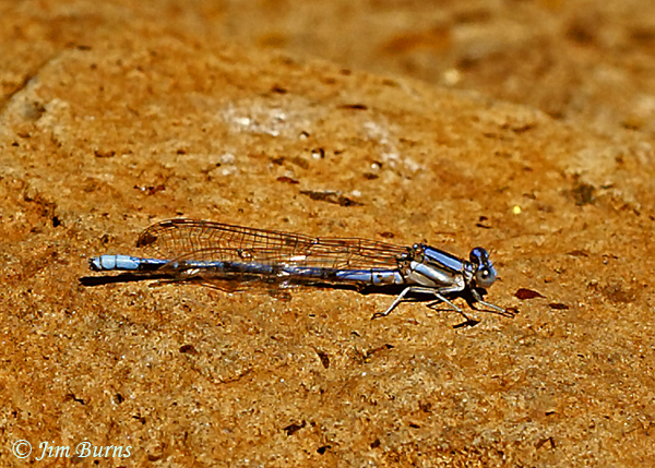 Marsh Dancer male #2 showing blue on top of S7, Apache Co., AZ, May 2016