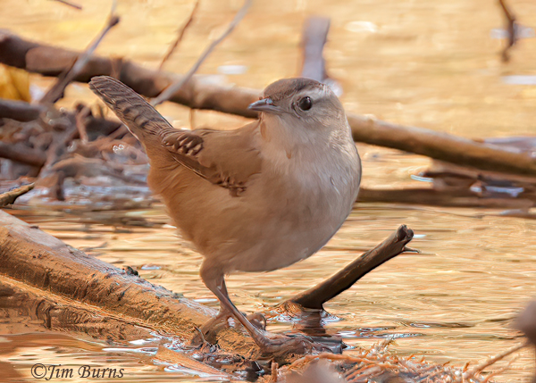 Marsh Wren in bog--9507