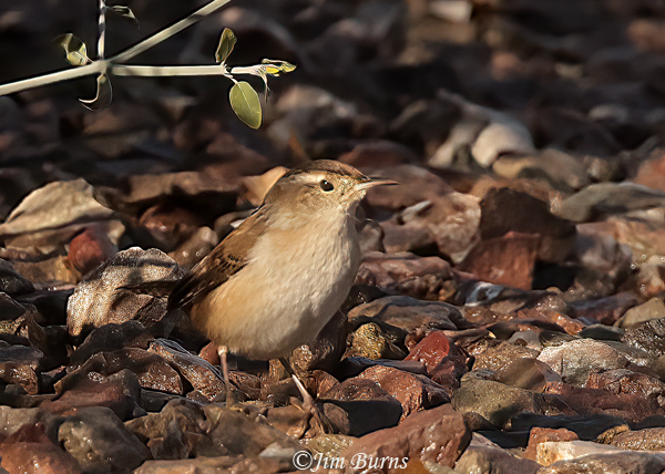 Marsh Wren drinking at lake outlet--9859