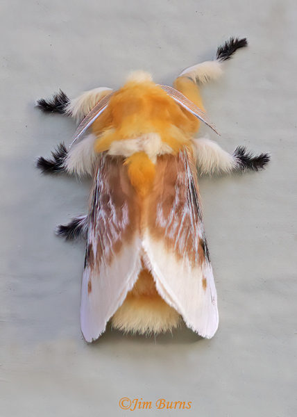 Megalopyge bissesa--6172