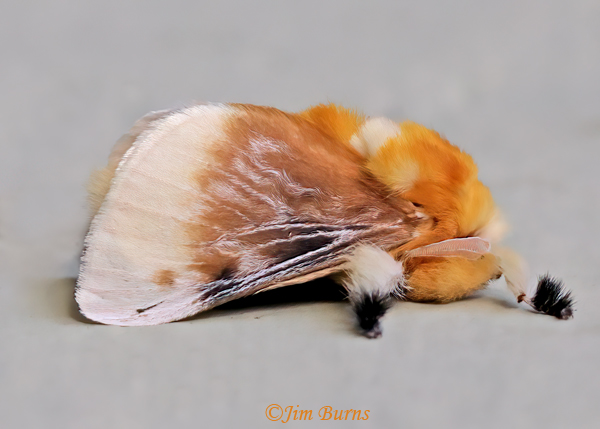 Megalopyge bissesa--6152