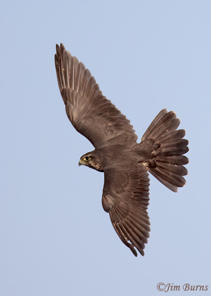 Merlin dorsal wingspread--5320