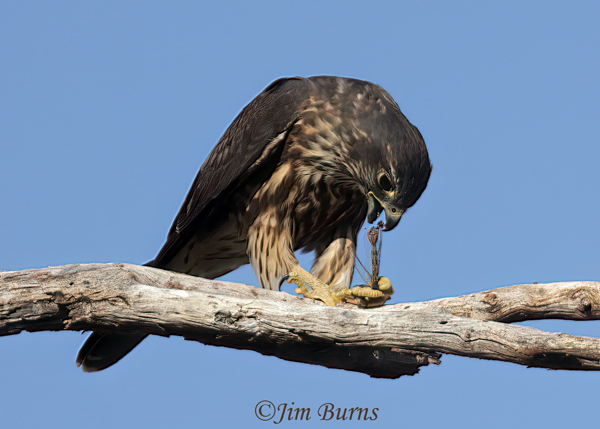 Merlin enjoying a darner popcicle (female Blue-eyed)--5399