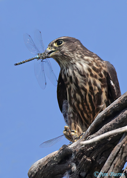 Merlin with two captured Blue-eyed Darners--5481
