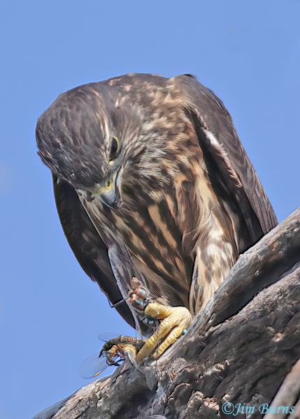 Merlin with two captured Blue-eyed darners #2--5489