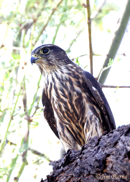 Merlin close up in habitat--5540