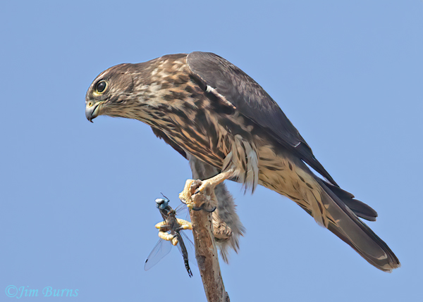 Merlin holding captured male Blue-eyed Darner--5553