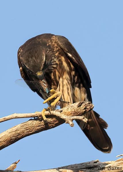 Merlin enjoying Blue-eyed Darner popcicle--5657