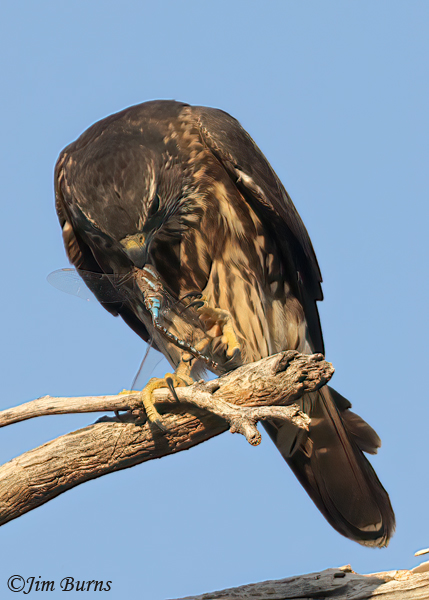 Merlin enjoying Blue-eyed Darner popcicle #2--5658