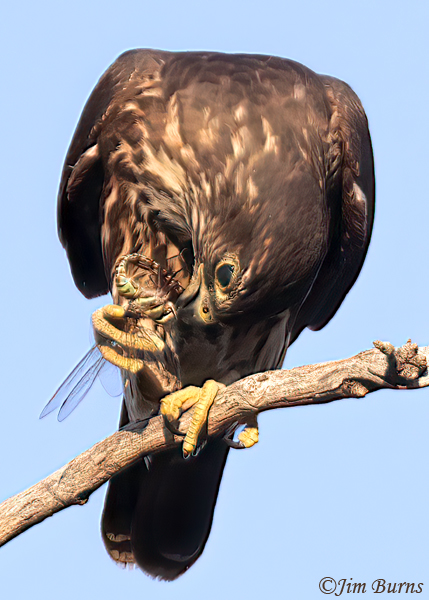 Merlin enjoying a darner popcicle (female Blue-eyed)--5698