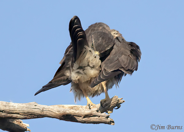 Merlin preening--5807